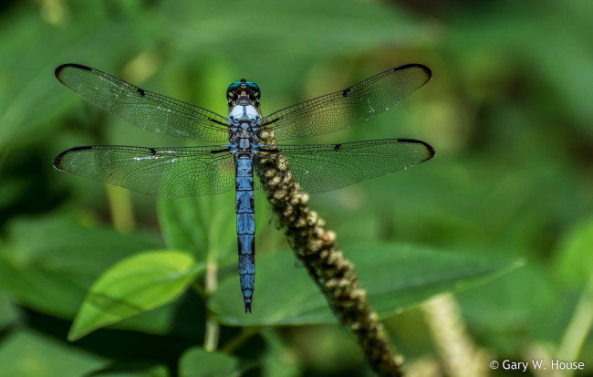 Обои картинки фото животные, стрекозы, стрекоза, макро