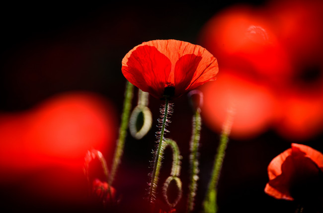 Обои картинки фото цветы, маки, природа