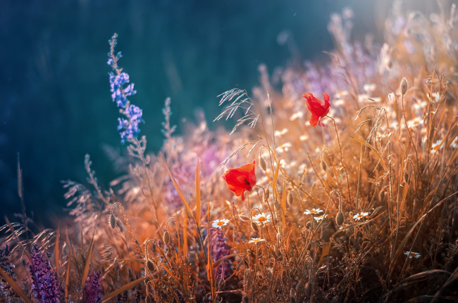 Обои картинки фото цветы, луговые , полевые,  цветы, трава, лето, маки