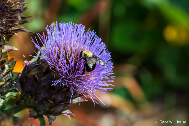 Обои картинки фото цветы, Чертополох,  репейник, чертополох