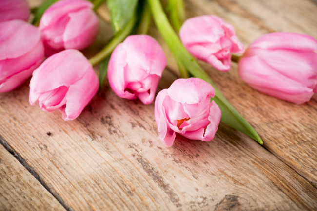 Обои картинки фото цветы, тюльпаны, розовый, цвет