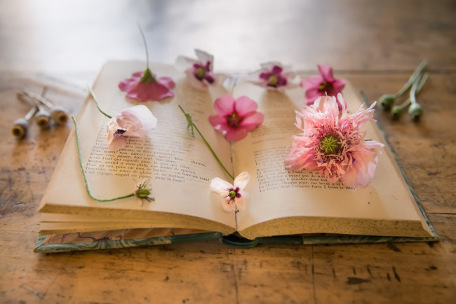 Обои картинки фото разное, канцелярия,  книги, книга, фон, маки, цветы