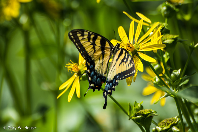Обои картинки фото животные, бабочки,  мотыльки,  моли, бабочка, макро