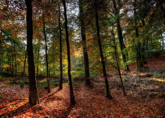 Картинка природа лес простор