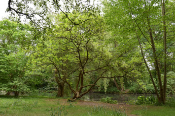 Картинка природа реки озера деревья растения водоем