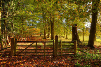 Картинка природа лес простор