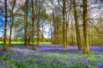 Картинка природа луга простор