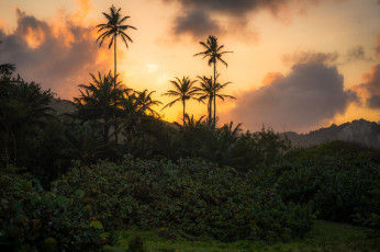 Картинка природа тропики простор