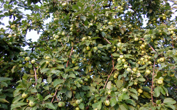 Картинка природа плоды Яблоня созревание