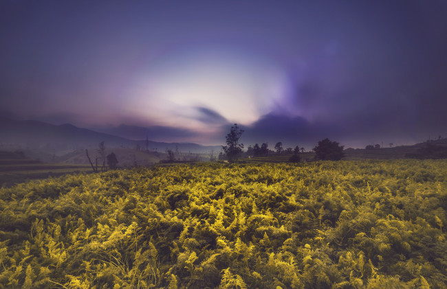 Обои картинки фото природа, поля, простор