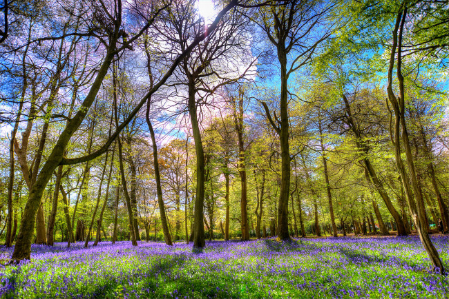 Обои картинки фото природа, лес, простор