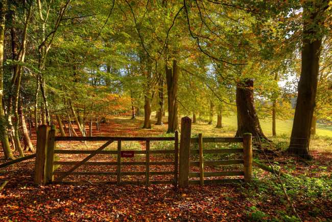 Обои картинки фото природа, лес, простор