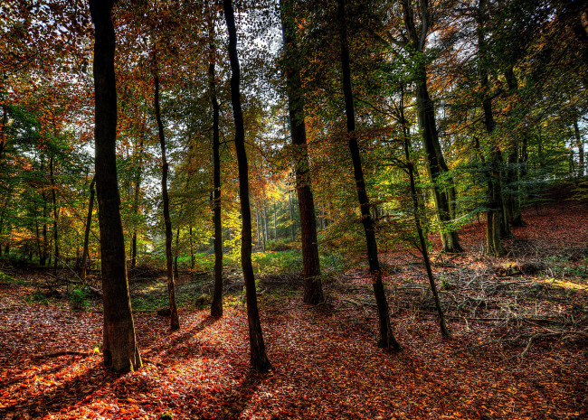 Обои картинки фото природа, лес, простор