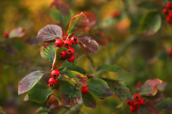 Картинка природа ягоды ветки красные