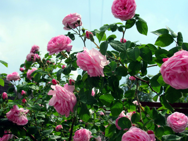 Обои картинки фото цветы, розы, розовые, куст