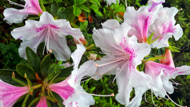 Обои картинки фото цветы, рододендроны , азалии, рододендрон, макро