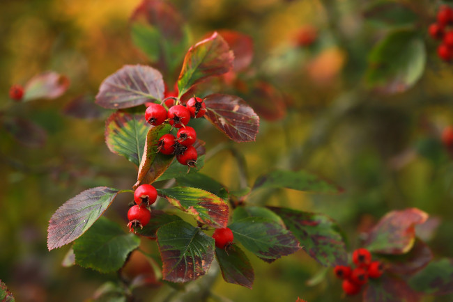Обои картинки фото природа, ягоды, ветки, красные