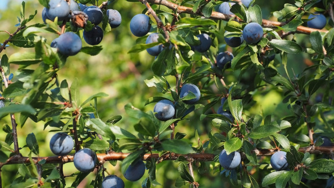 Обои картинки фото природа, плоды, тёрн, слива, колючая