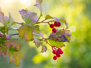 обоя природа, ягоды,  калина
