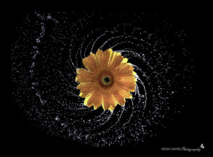 Картинка helen+davies разное ремесла +поделки +рукоделие цветок