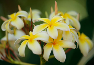 обоя цветы, плюмерия