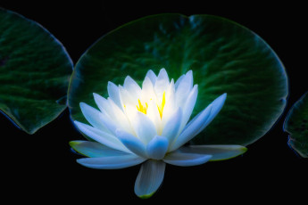 обоя цветы, лилии водяные,  нимфеи,  кувшинки, цветок