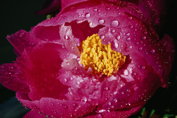 обоя цветы, пионы, цветок