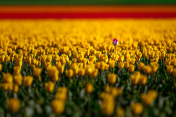 Картинка цветы тюльпаны жёлтые