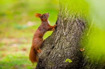 Картинка животные белки грызун