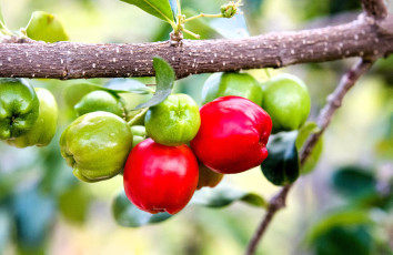 Картинка природа плоды ветка яблоки