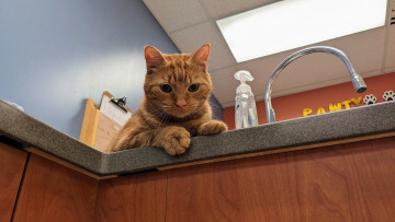 Картинка животные коты кот кошка