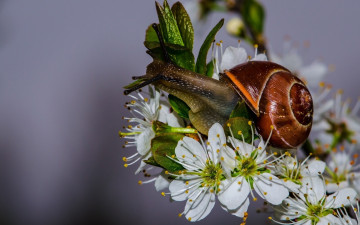 обоя животные, улитки, улитка