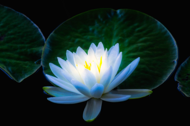 Обои картинки фото цветы, лилии водяные,  нимфеи,  кувшинки, цветок