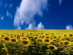 обоя xp, цветы, подсолнухи