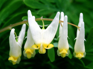 Картинка цветы