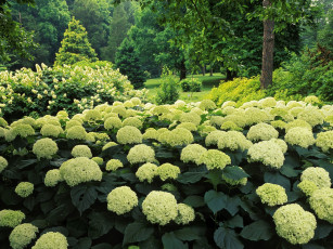 Картинка цветы гортензия