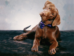 Картинка dressed for the occasion животные собаки