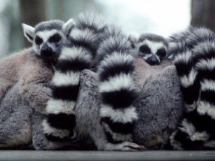 Картинка lump of lemurs животные лемуры