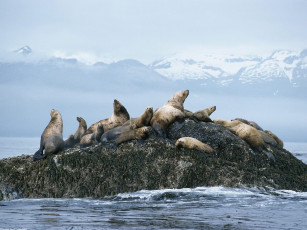 обоя steller, sea, lions, alaska, животные, тюлени, морские, львы, котики