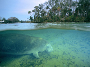 Картинка west indian manatee crystal river florida животные морские коровы слоны