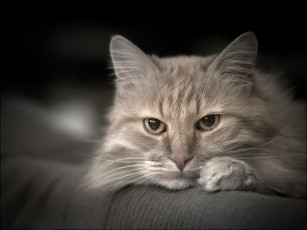 Картинка животные коты