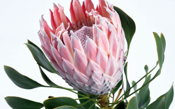 Картинка цветы протея