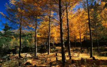 Картинка природа