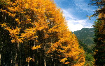 Картинка природа