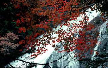 Картинка природа