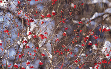 Картинка природа