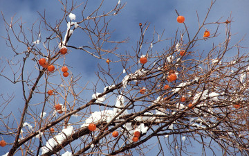 Картинка природа