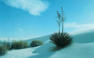 Картинка природа