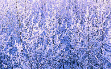 Картинка природа зима