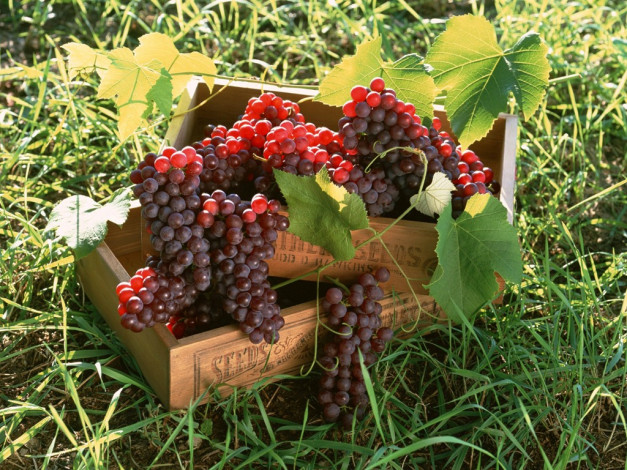 Обои картинки фото еда, виноград